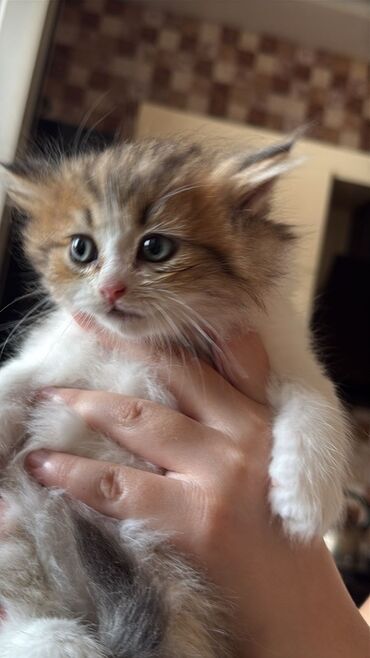 Pişiklər: Şinşilla, Erkək, Dişi, Ünvandan götürmə — 7