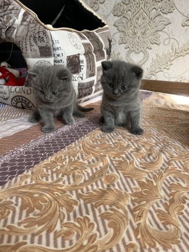 pişik boyunbağı: Britan, Erkək, Dişi, Yaxşı əllərə, Ünvandan götürmə