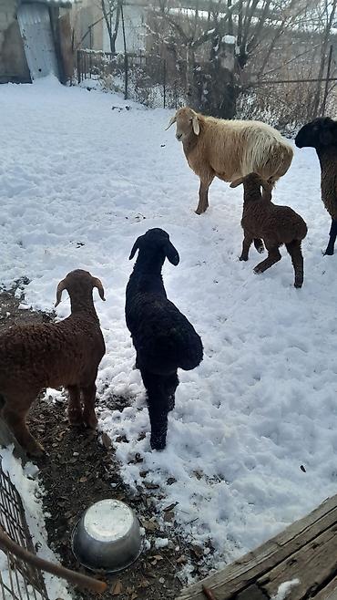 Баран, овца: Продаю | Овца (самка) | Полукровка | Для разведения | Племенные — 13