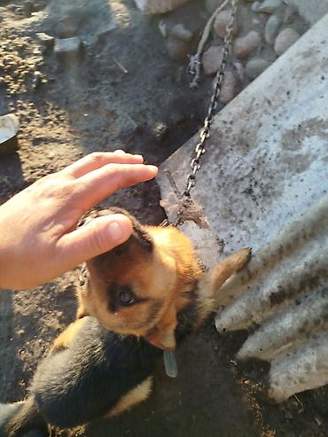 Отдам даром собаку: Немецкая овчарка, кобель. Классический чёрно-рыжий окрас, плотная — 2