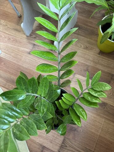 куплю саженцы роз: Замиокулькас (Zamioculcas zamiifolia) в горшке. - Куст с несколькими