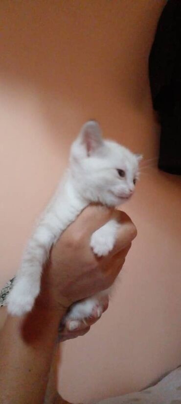 наполнители для кошек: Котенок девочка месяца голубыми глазкамиоб