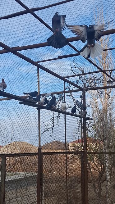 Göyərçinlər: Satılır — 5