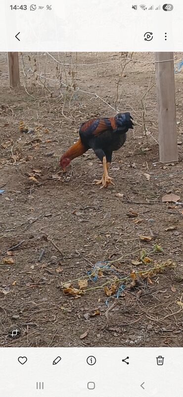 пудель карликовый цена: Heyratı 6 aylıqdı qiymət 100 man