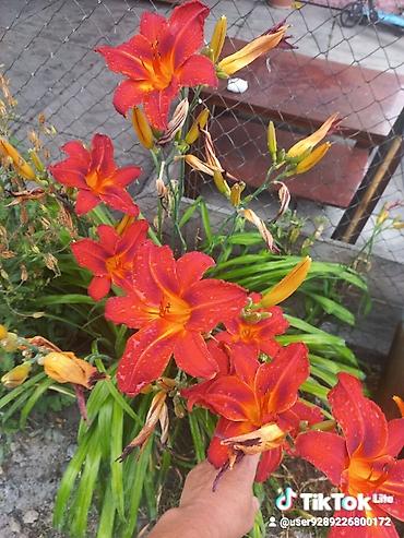 Другие садовые цветы и кустарники: Ново Покровка — 7