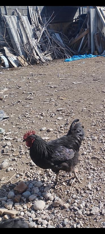 Куры, петухи: Продаю | Петух | Для разведения — 5