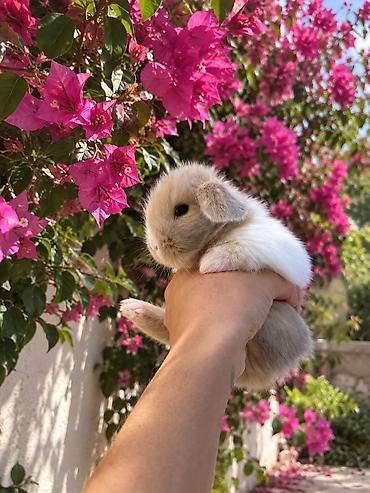 1 aylıq holland balaca🐰 ÖZEL İki dovşan götürsəniz, bir-birlərinə lalafo.az -da 1 aylıq holland balaca🐰 ÖZEL İki dovşan götürsəniz, bir-birlərinə