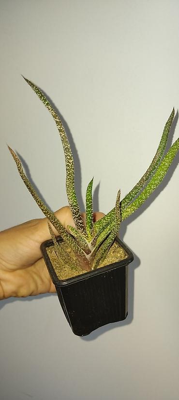 Sobne biljke: Sukulenta Aloe/Haworthia hibrid u saksiji - Biljka sa uskim — 1