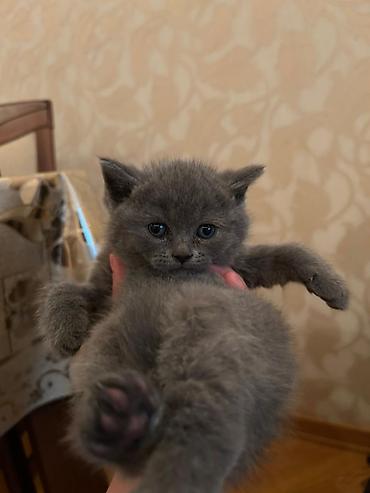 Pişiklər: Britan — 2