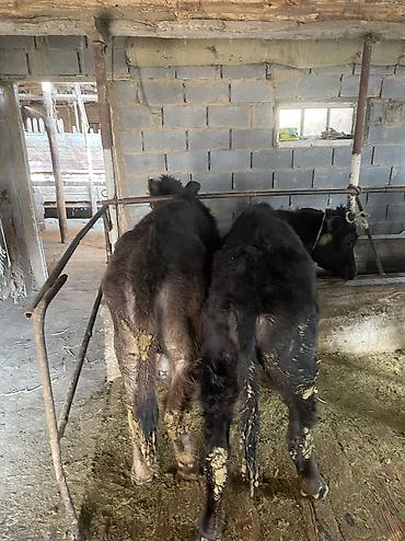 Коровы, быки: Продаю | Тёлка, Музоо, торпок — 9