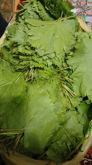 Digər qida məhsulları: Yarpaq . Ağ üzüm yarpağıdır. İncə, kövrək yarpaqdır.Dolması çox — 4