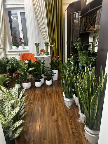Другие комнатные растения: Продаю комнатные цветы! Зелёные, красивые, ухоженные — выращены с — 20
