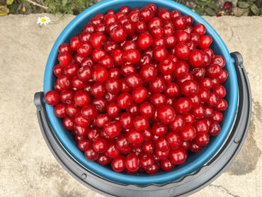 ягода малина: Королевская вишня 🍒 крупная и сочная . Идеально для варенья, джемов