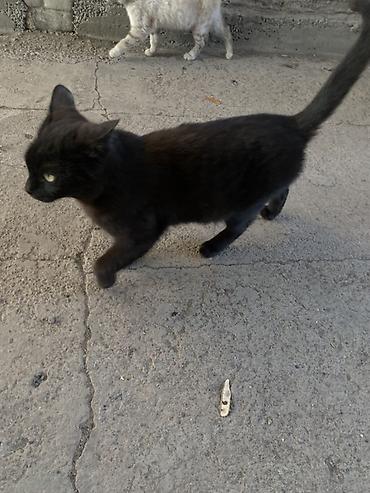 Продажа кошек: 6 месяцев, Мальчик, Черный — 25