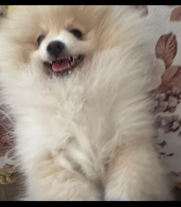 в добрые руки собаку: Şpitz, 1 il, Erkek, Ünvandan götürmə