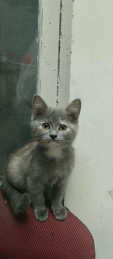 кошка пушистая: 3 месяца, Девочка, Серый, Приучена к лотку — 1