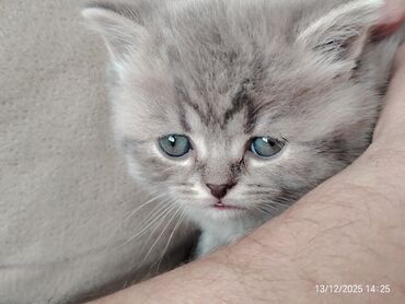 Pişiklər: Erkək, Dişi — 5