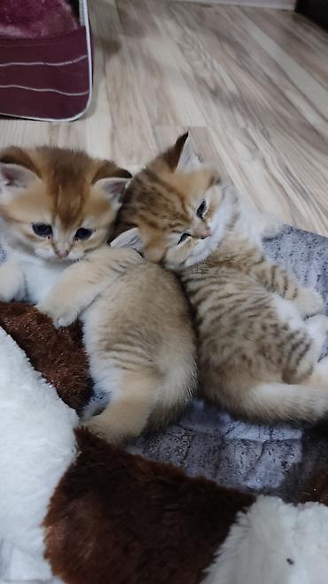 Pişiklər: Qızıl şinşilla, Erkək, Yaxşı əllərə, Ünvandan götürmə — 5