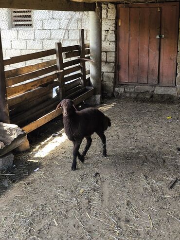 Рогатый скот: Ягненок, Самка, Qala, месяцев: 1, 8 кг, Для разведения, Для мяса, Самовывоз