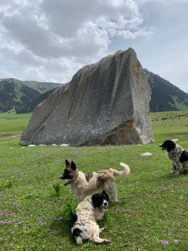 Туристические услуги: Кумысолечение Горный отдых Горный отель "Алаколь - Жыргалан" — 7