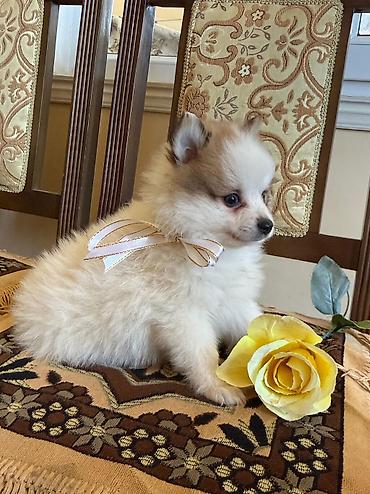 chihuahua qiymeti: Şpitz — 1