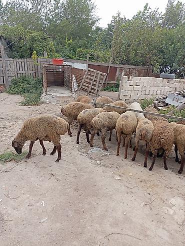 avcarka type 1: Qoyun sürüsü – ətlik və damazlıq üçün - Təsvir: Şəkillərdə qəhvəyi və — 10