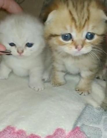 Pişiklər: Şotland — 6