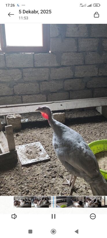 Hinduşka: Məhsul: Hinduşka (ev quşu) Təsvir: - Şəkillərdə boz/gümüşü rəngli və — 3