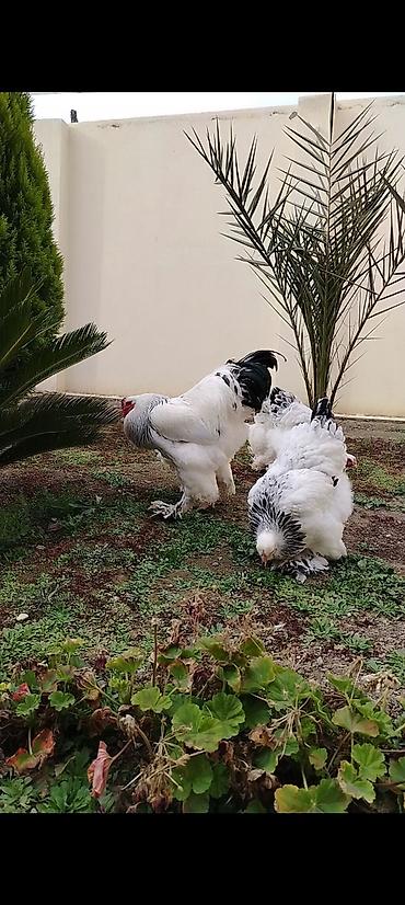 Toyuqlar: Toyuq, Brama, Damazlıq — 1