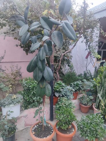 цветы в горшках в баку: Ficus elastica (rezin ağacı) – iri, parlaq tünd-yaşıl yarpaqları ilə