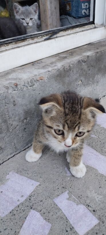шотландская прямоухая кошка: 2 месяца, Девочка, Рыжий, Метис