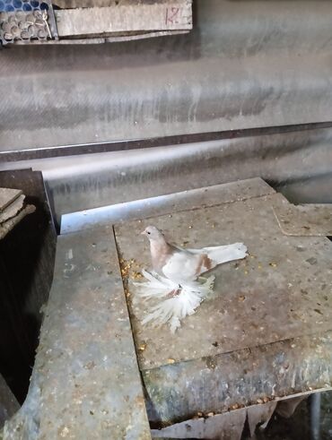 Птицы: Продаю молодых голубей 1 шт стоит пятьсот сом окончательно родители и — 11