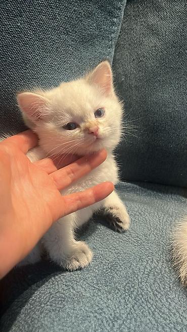 Pişiklər: Britan — 9