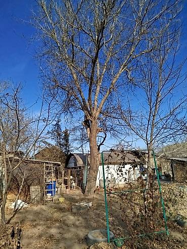 алма кол: Продаю плодовое дерево (орех/грецкий, крупный ствол) для заготовки — 3