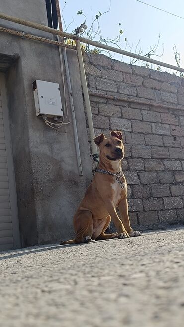 İtlər: 9 ay, Dişi, Peyvəndli, Ünvandan götürmə -da lalafo.az — 10 İtlər: 9 ay, Dişi, Peyvəndli, Ünvandan götürmə — 10