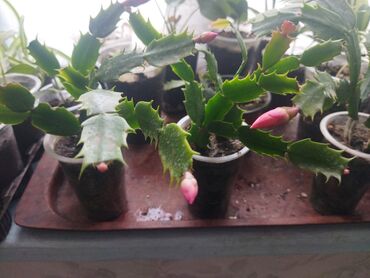 фикус али: Домашние комнатные растения — черенки и молодые кустики В