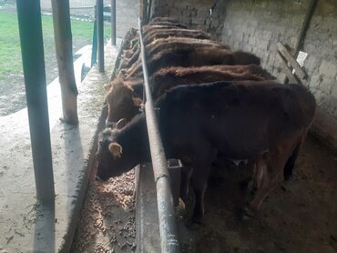 Коровы, быки: Продаю | Тёлка | Швицкая | На откорм, Для молока