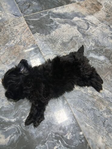 İtlər: Malta bolonka, 2 ay, Ünvandan götürmə, Pulsuz çatdırılma, Ödənişli çatdırılma — 10