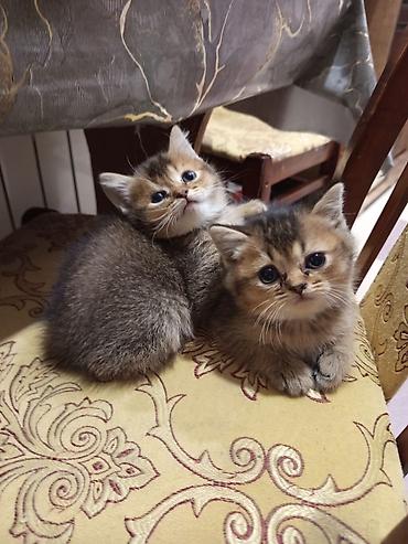 Pişiklər: Qızıl şinşilla — 6