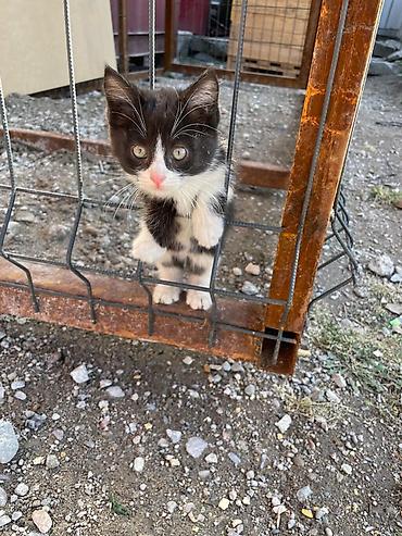Продажа кошек: Котята, помет разноцветный: - Окрас: рыжий длинношерстный, рыжий — 4