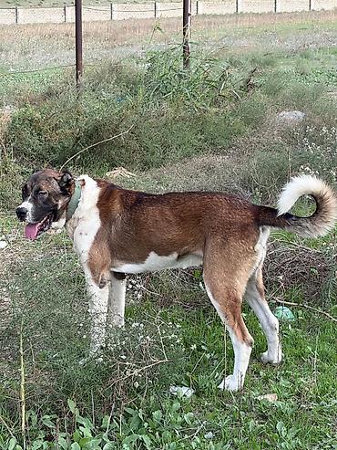 cane corso tap az: Qurdbasar, 2 il, Erkək, Peyvəndli, Rayonlara çatdırılma — 7