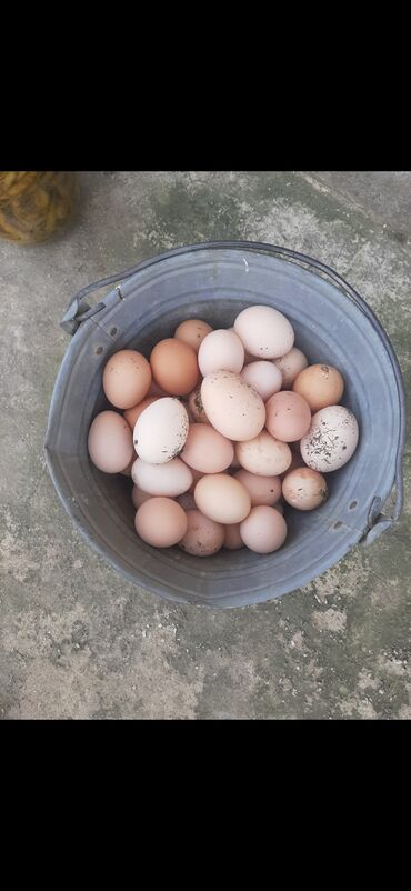 yumurtalar: Mayali kend yumurtasi inkibatora yararli