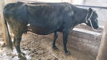 симментал бык: Продаю | Корова (самка) | Алатауская | Для молока