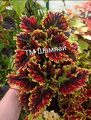 Другие садовые цветы и кустарники: Открыта продажа КОЛЕУСОВ (цена за не укорененный срез 100 сом) В — 5