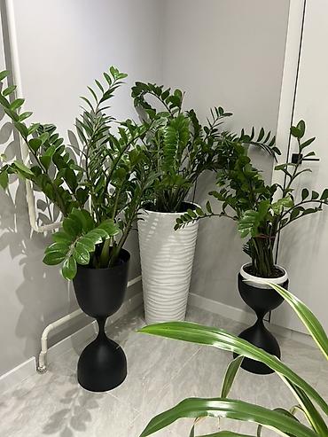Драцены и Сансевиерии: Доставка по городу бесплатно . Адаптированные пересаженные Комнатные — 29