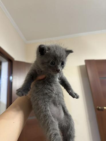 вязка кошка: Русская голубая, 1 месяц, Мальчик, Серый, Приучена к лотку — 4