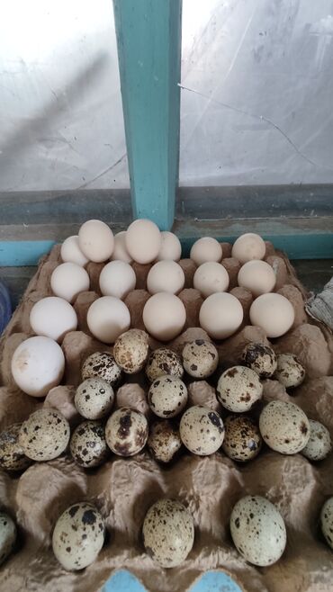бойцовые птицы: Продаю инкубационные яйца 
японский и перепелинные