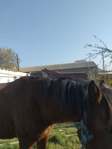 Atlar: Yük və kənd təsərrüfatı işləri üçün at - Rəng: qəhvəyi - Boy: orta - — 6