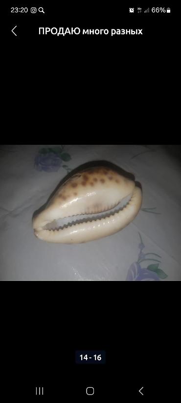 Зоотовары: Продаю много разных хороших интересных вещей заходите в мой профиль — 8