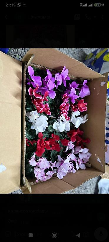 Другие комнатные растения: ОПТОМ Цикламен в горшке — комнатное цветущее растение. Описание: - — 1